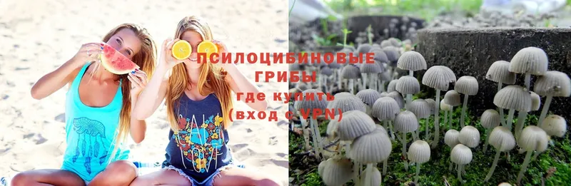 где купить наркоту  Салават  Галлюциногенные грибы Psilocybe 